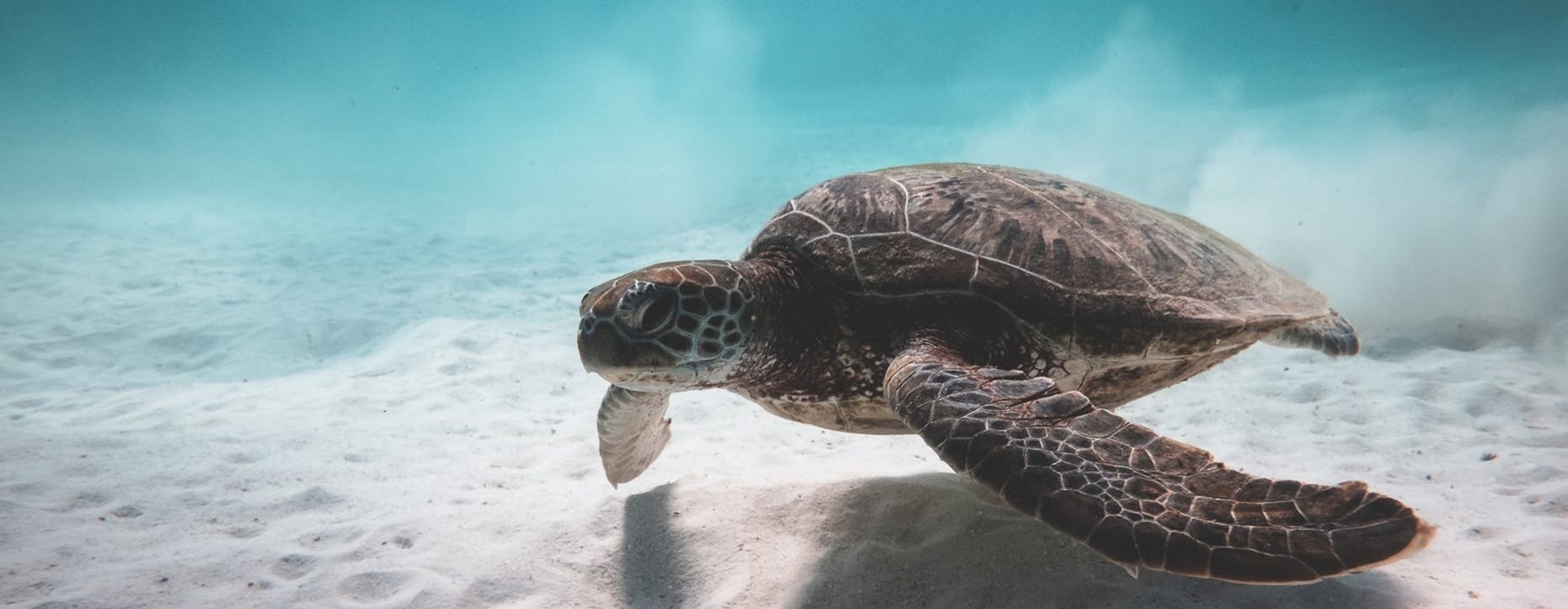 世界海龜日：我們能為海龜做什麼？